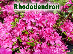 Rhododendron